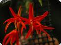 Dendrobium lamyaiae